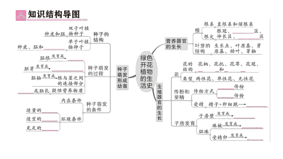 初中生物新北师大版七年级上册第3单元第5章 绿色开花植物的生活史总结训练作业课件2024秋.pptx_第2页