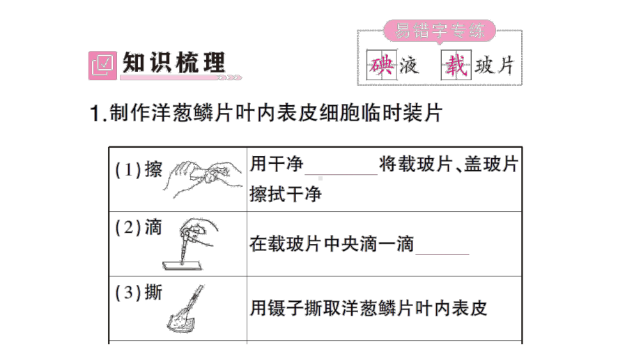 初中生物新北师大版七年级上册第2单元第2章第1节第3课时 植物细胞的结构和功能作业课件2024秋.pptx_第2页