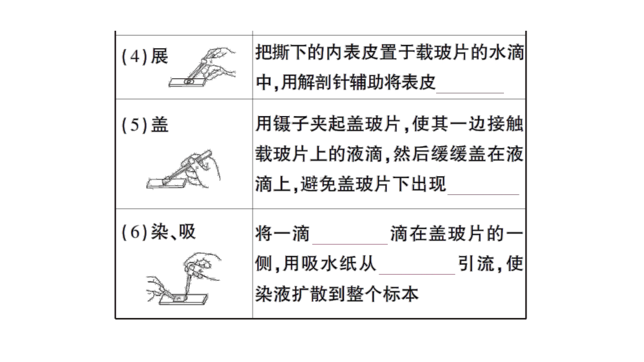 初中生物新北师大版七年级上册第2单元第2章第1节第3课时 植物细胞的结构和功能作业课件2024秋.pptx_第3页