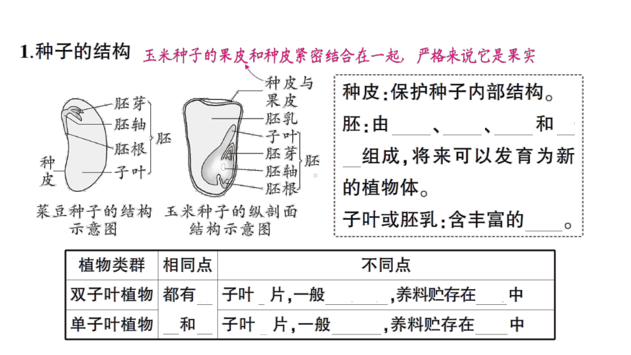 初中生物新北师大版七年级上册第3单元第5章 绿色开花植物的生活史作业课件2024秋.pptx_第2页