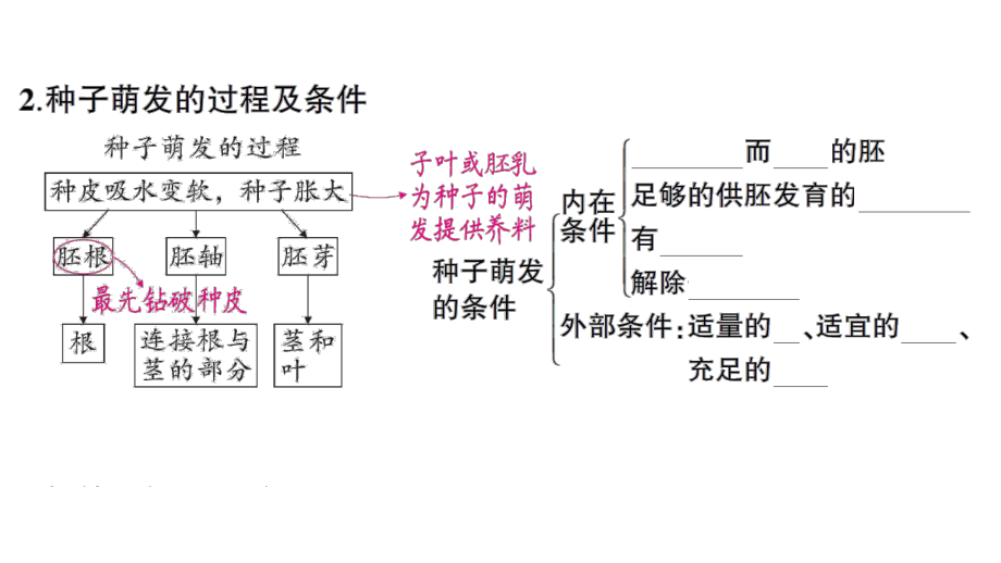 初中生物新北师大版七年级上册第3单元第5章 绿色开花植物的生活史作业课件2024秋.pptx_第3页