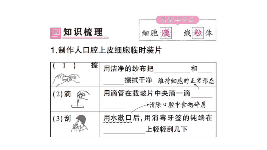 初中生物新北师大版七年级上册第2单元第2章第1节第2课时 动物细胞的结构和功能作业课件2024秋.pptx_第2页