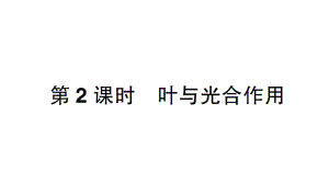 初中生物新北师大版七年级上册第3单元第4章第1节第2课时 叶与光合作用作业课件2024秋.pptx