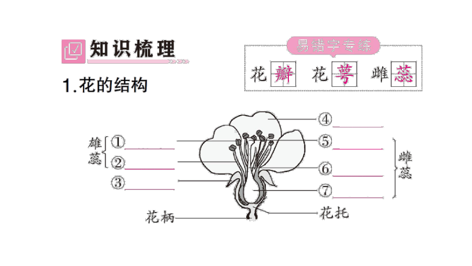 初中生物新北师大版七年级上册第3单元第5章第3节 生殖器官的生长作业课件2024秋.pptx_第2页