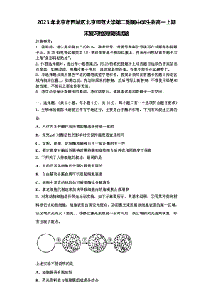 2023年北京市西城区北京师范大学第二附属中学生物高一上期末复习检测模拟试题含解析.doc