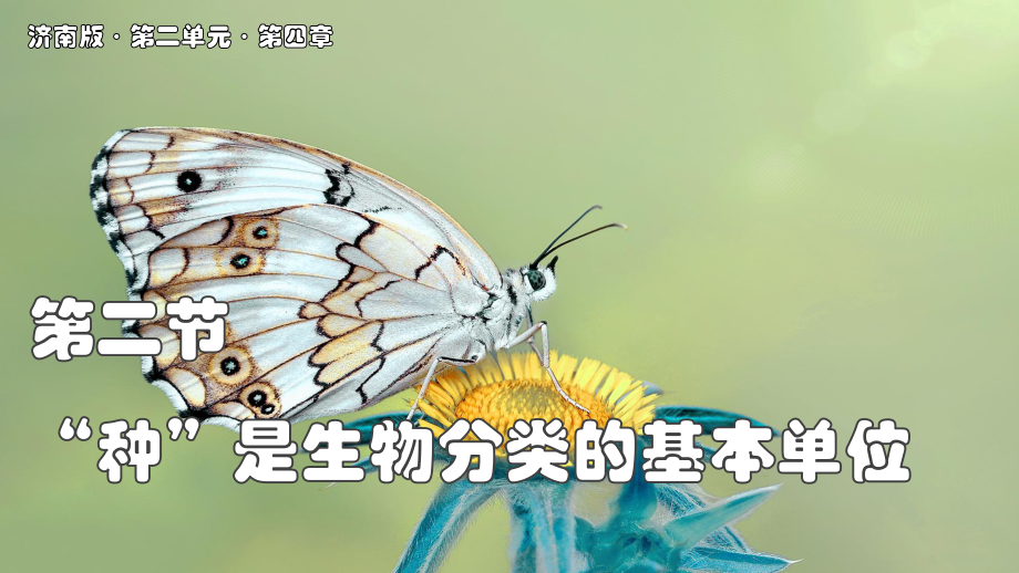 2.4.2 “种“是生物分类的基本单位-ppt课件-2024新济南版七年级上册《生物》.pptx_第1页