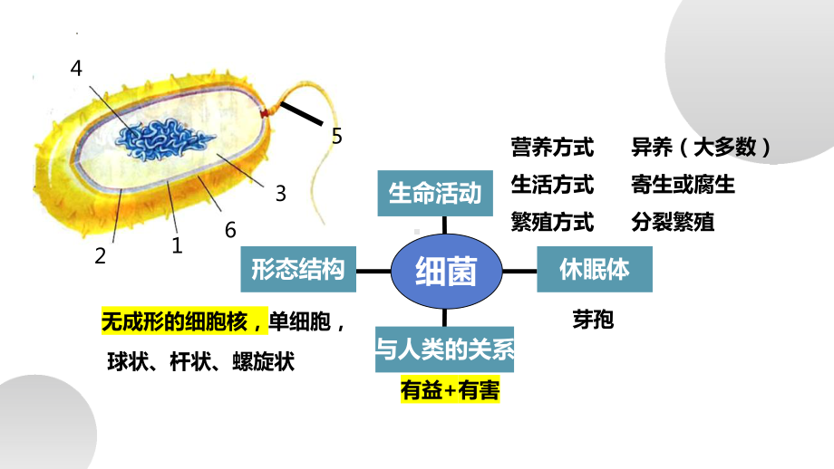 第三节 真菌是真核生物ppt课件-2024新济南版七年级上册《生物》.pptx_第1页