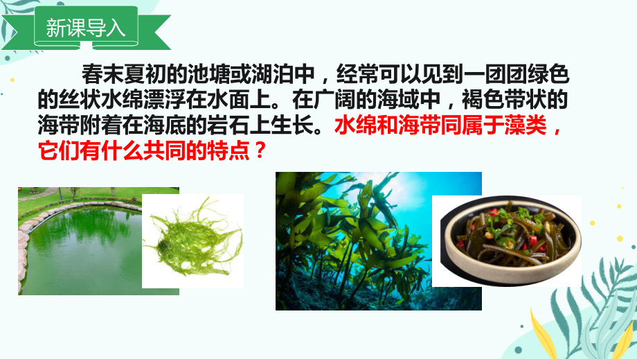 2.1.1藻类植物 ppt课件 -2024新冀少版七年级上册《生物》.pptx_第3页