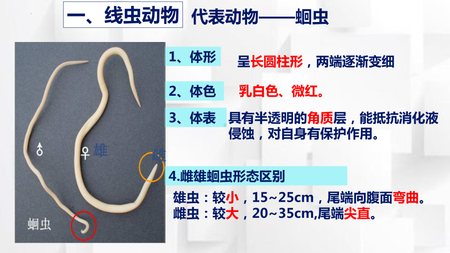 2.1.3无脊椎动物 一、线虫动物和环节动物ppt课件-2024新冀少版七年级上册《生物》.pptx_第3页