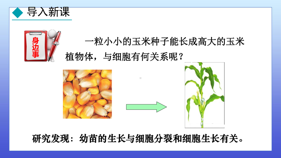 1.2.1细胞的分裂ppt课件-2024新冀少版七年级上册《生物》.pptx_第3页