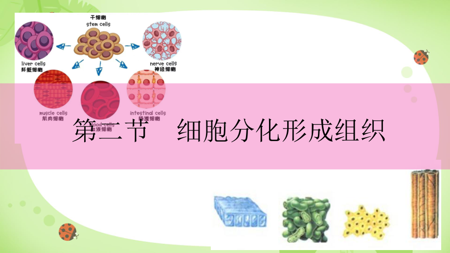 第二节 组织的形成 ppt课件 -2024新冀少版七年级上册《生物》.pptx_第1页