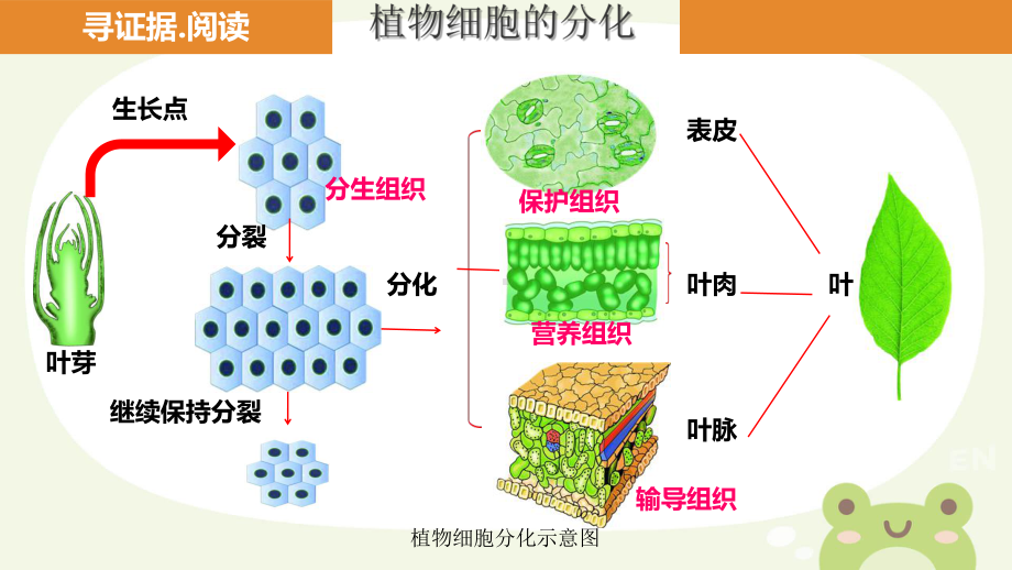 第二节 组织的形成 ppt课件 -2024新冀少版七年级上册《生物》.pptx_第3页