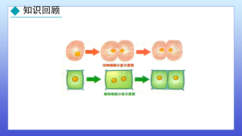 1.2.2 组织的形成ppt课件-2024新冀少版七年级上册《生物》.pptx_第3页