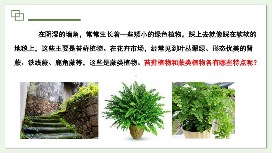 2.1.2 课时1 苔藓植物和蕨类植物ppt课件 -2024新冀少版七年级上册《生物》.pptx_第3页