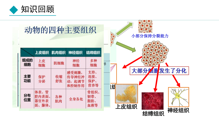 1.2.3器官和系统 ppt课件-2024新冀少版七年级上册《生物》.pptx_第3页