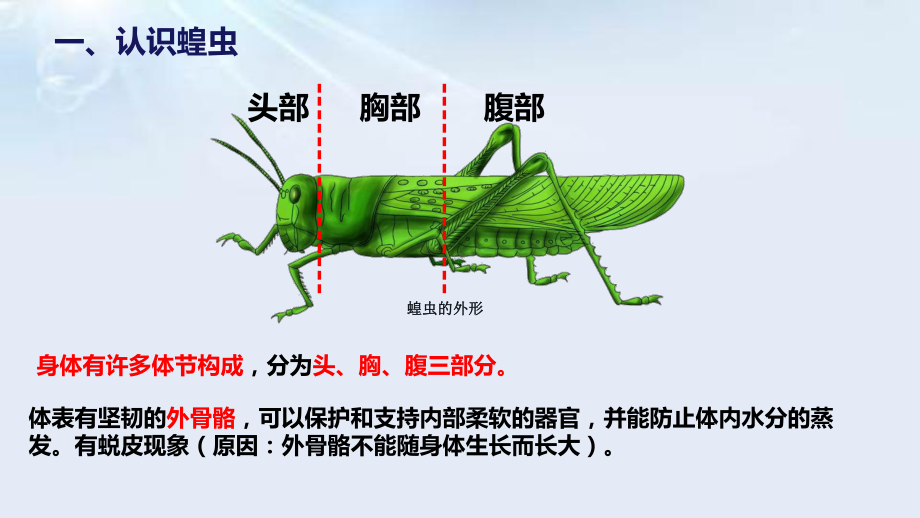 2.1.3无脊椎动物二、节肢动物ppt课件-2024新冀少版七年级上册《生物》.pptx_第3页