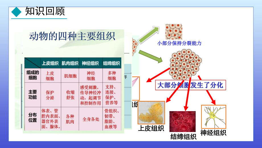 1.2.3器官和系统ppt课件-2024新冀少版七年级上册《生物》.pptx_第3页