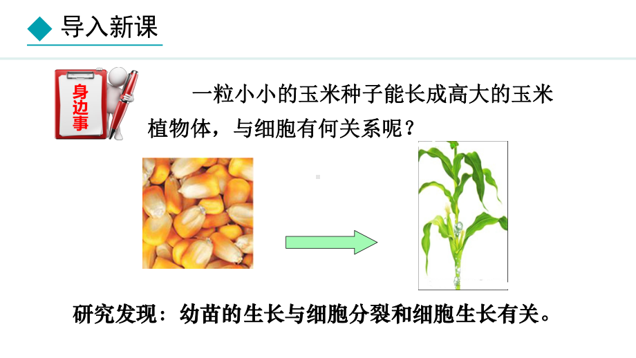 1.2.1细胞的分裂ppt课件(共22张PPT)-2024新冀少版七年级上册《生物》.pptx_第3页