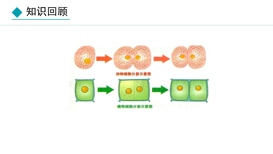 1.2.2组织的形成 ppt课件(共19张PPT)-2024新冀少版七年级上册《生物》.pptx_第3页