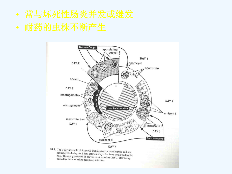 抗球虫药在家禽饲料中合理的应用.pptx_第2页