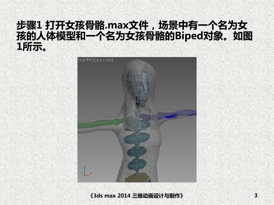 《3ds max三维动画设计与制作》课件角色动画——简单蒙皮.pptx_第3页