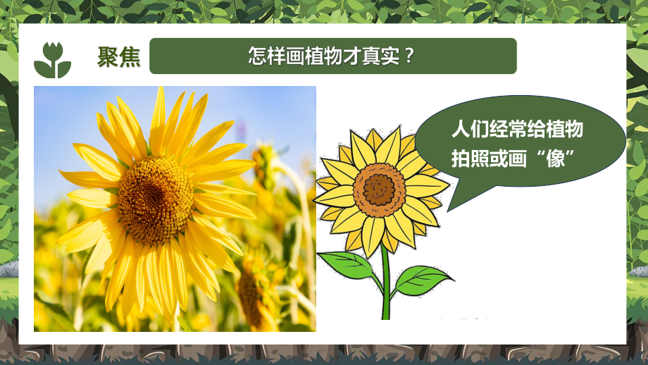 1.4给植物画张像 优质ppt课件(共17张PPT)-2024新教科版一年级上册《科学》.pptx_第2页