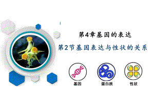 4.2 基因表达与性状的关系ppt课件- 高中生物人教版2019必修二.pptx