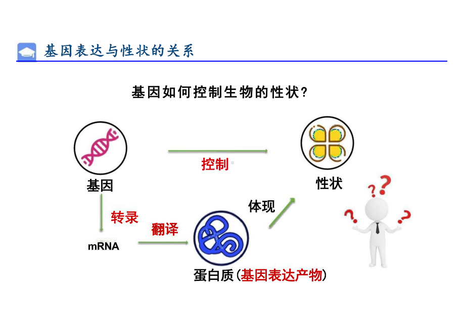 4.2 基因表达与性状的关系ppt课件- 高中生物人教版2019必修二.pptx_第2页