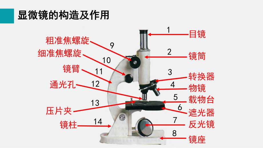 1.2.1学习使用显微镜（课件）2024-2025-人教版（2024）生物七年级上册.pptx_第2页