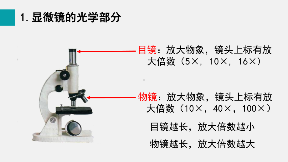 1.2.1学习使用显微镜（课件）2024-2025-人教版（2024）生物七年级上册.pptx_第3页