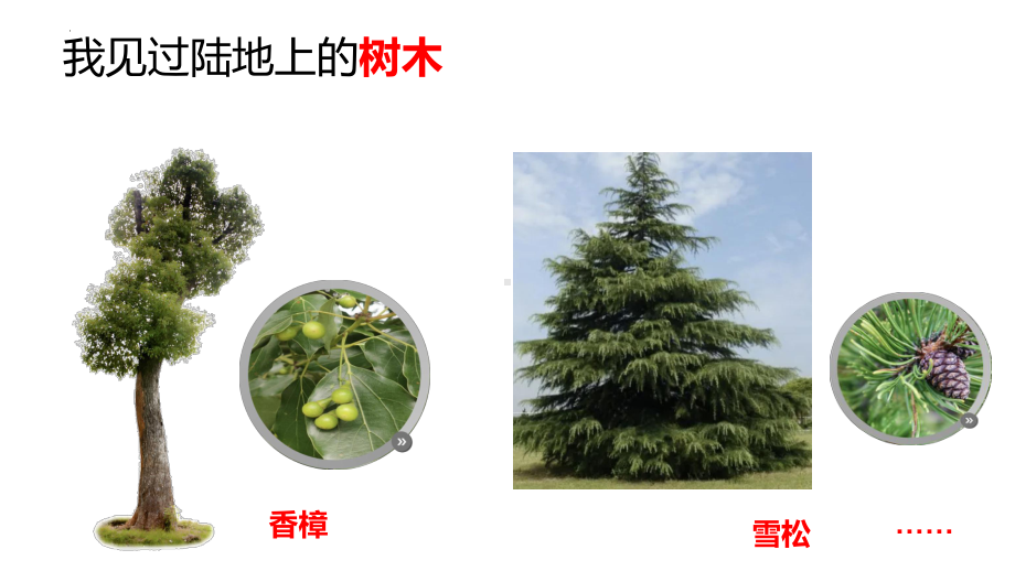 2024新教科版一年级上册《科学》第一单元阅读《多样的植物》.pptx_第3页