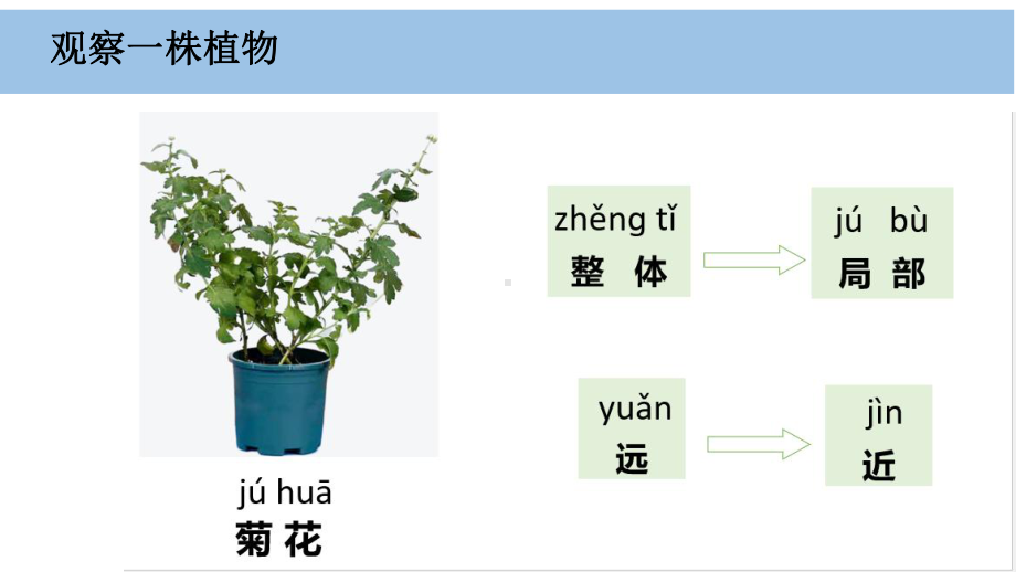 1.2《观察植物》ppt课件-（2024新教材)教科版一年级上册《科学》.pptx_第3页