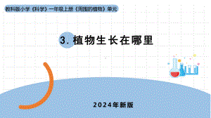 1.3《植物长在哪里》ppt课件-（2024新教材)教科版一年级上册《科学》.pptx