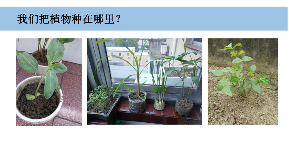 1.3《植物长在哪里》ppt课件-（2024新教材)教科版一年级上册《科学》.pptx_第2页