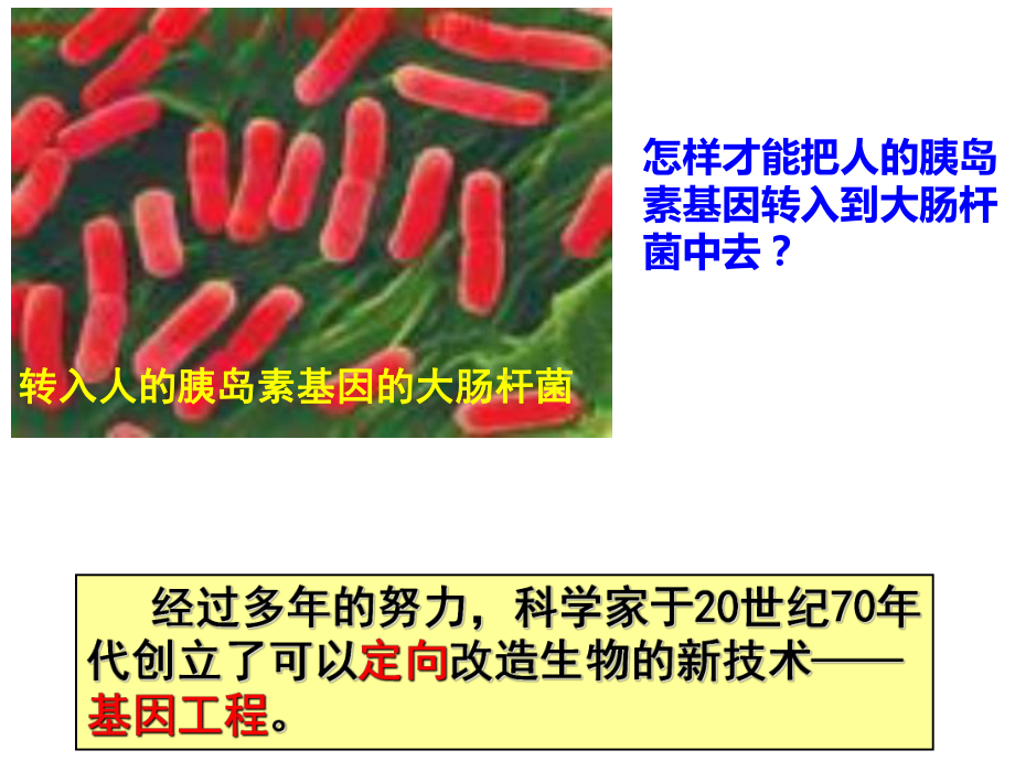 基因工程及其应用（共26张PPT）.ppt_第3页