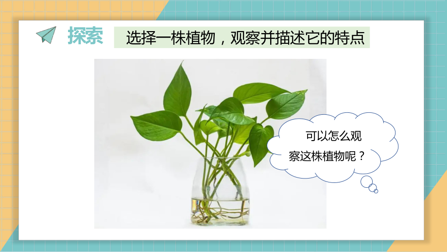 1.2 观察植物ppt课件-（2024新教材）教科版一年级上册科学.pptx_第3页