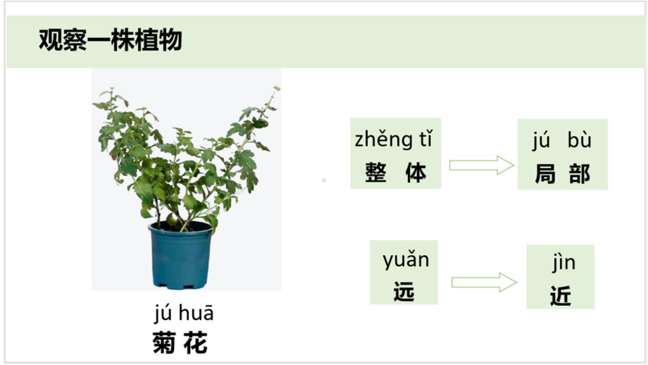 小学科学新教科版一年级上册第一单元第2课《观察植物》教学课件4（2024秋）.pptx_第3页