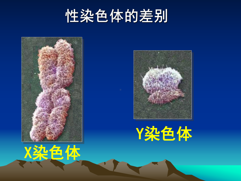 [中学联盟]河北省承德市平泉县回民-中学八年级生物下册：24人的性别遗传 课件人教版.ppt_第2页