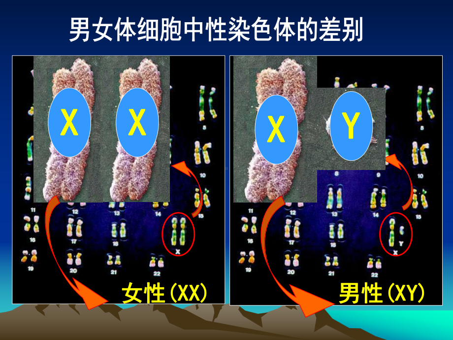 [中学联盟]河北省承德市平泉县回民-中学八年级生物下册：24人的性别遗传 课件人教版.ppt_第3页