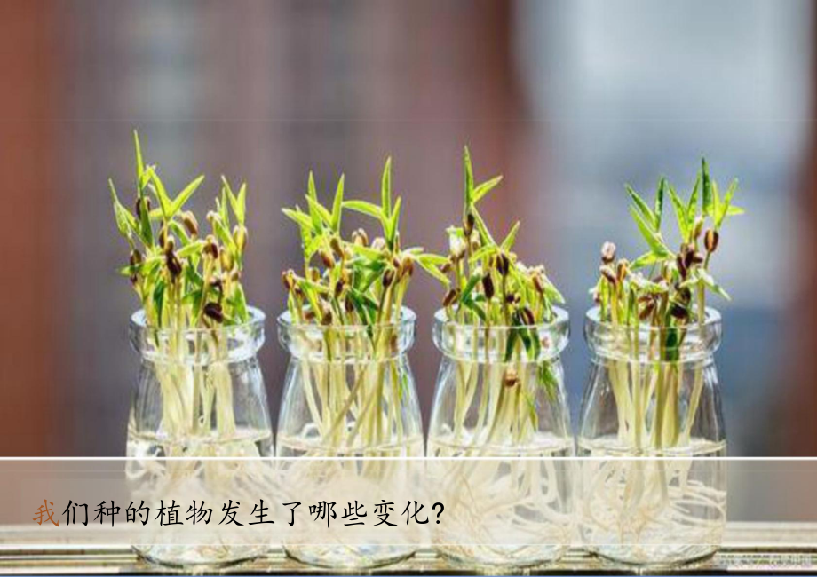 5 植物的变化 （ppt课件）-2024新教科版一年级上册《科学》.pptx_第2页