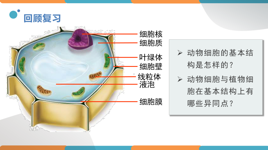 1.2.3动物细胞ppt课件-人教版生物七年级上册2024新教材.pptx_第3页