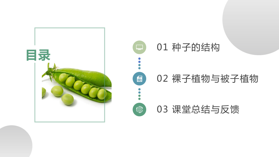 2.1.2种子植物ppt课件-人教版生物七年级上册2024新教材.pptx_第3页