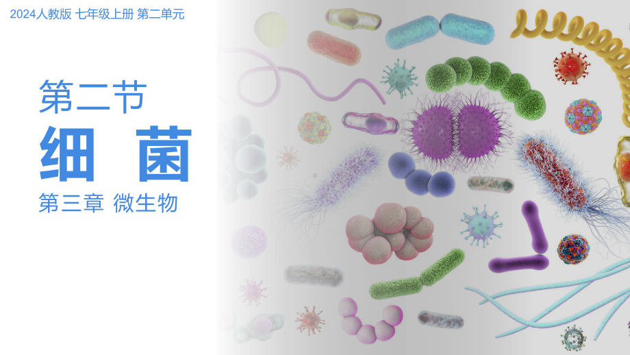 2.3.2细菌ppt课件-人教版生物七年级上册2024新教材.pptx_第1页