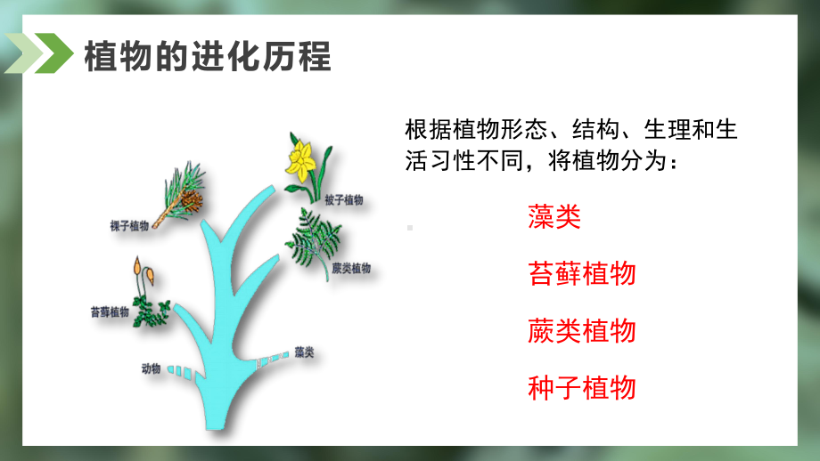 2.2.1藻类、苔藓和蕨类ppt课件-人教版生物七年级上册2024新教材.pptx_第3页