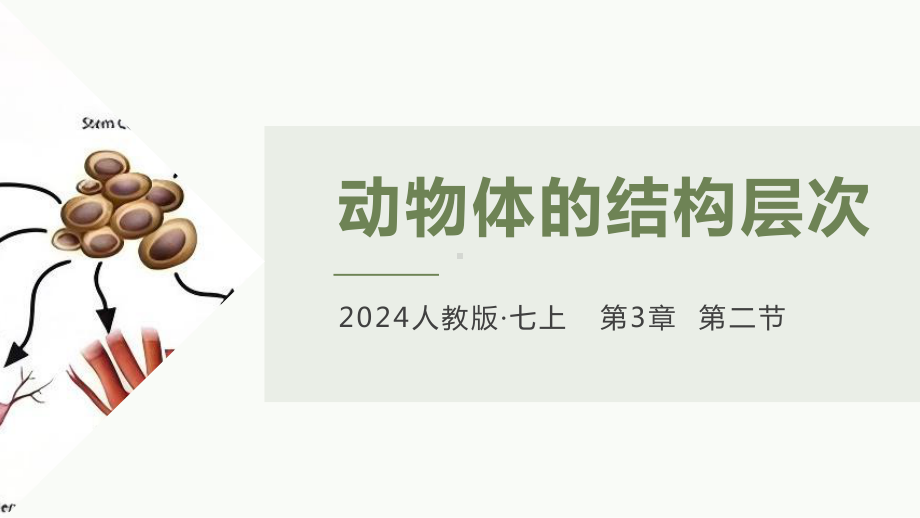 1.3.2动物体的结构层次ppt课件-人教版生物七年级上册2024新教材.pptx_第1页