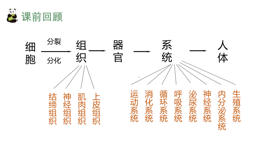 1.3.3植物体的结构层次ppt课件-人教版生物七年级上册2024新教材.pptx_第3页