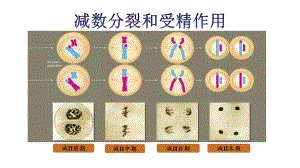 2025届高三生物一轮复习课件减数分裂和受精作用.pptx