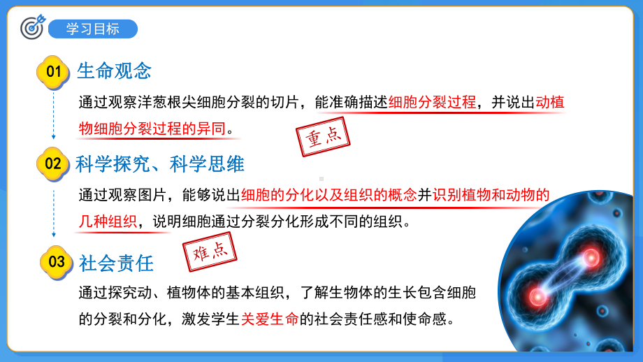 苏教版（2024）生物七年级上册2.1细胞的分裂和分化（课件）.pptx_第2页