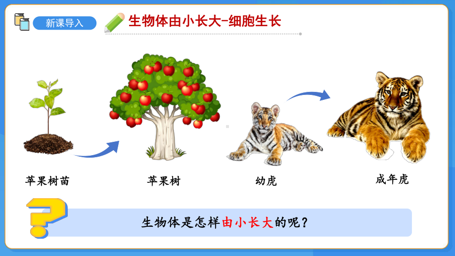 苏教版（2024）生物七年级上册2.1细胞的分裂和分化（课件）.pptx_第3页