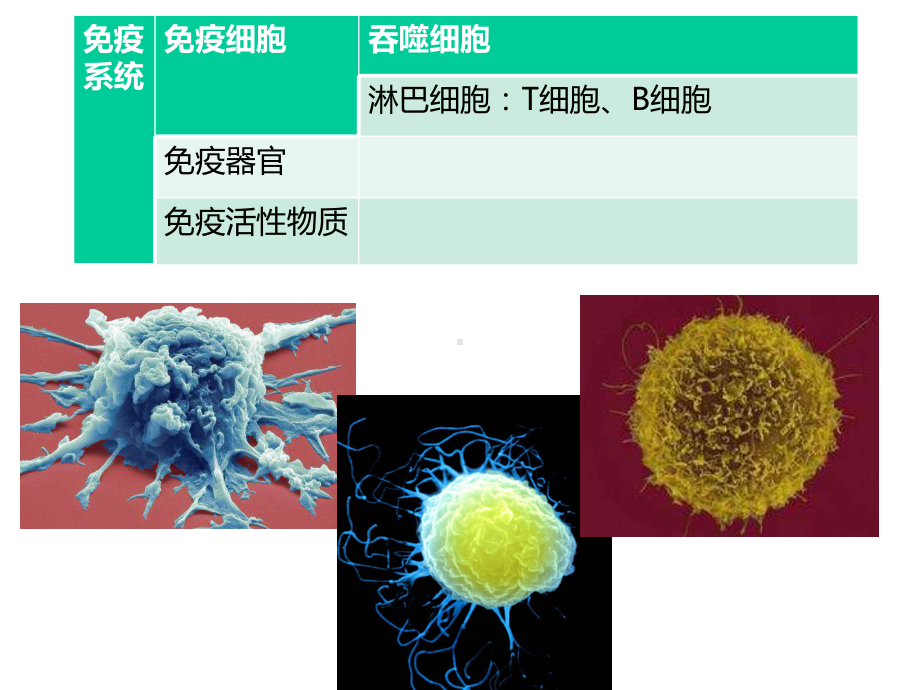 免疫调节（免疫系统组成免疫系统防卫功能）（27张PPT）.ppt_第3页